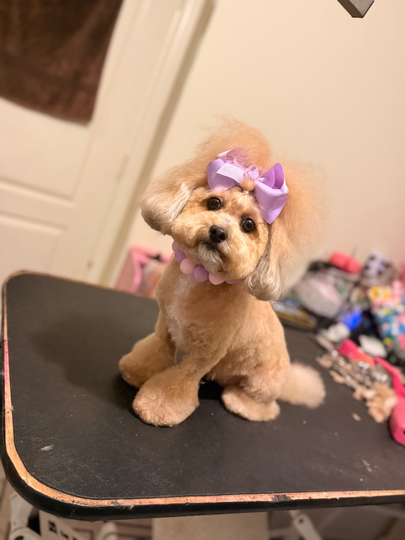 Fresh Pup after grooming